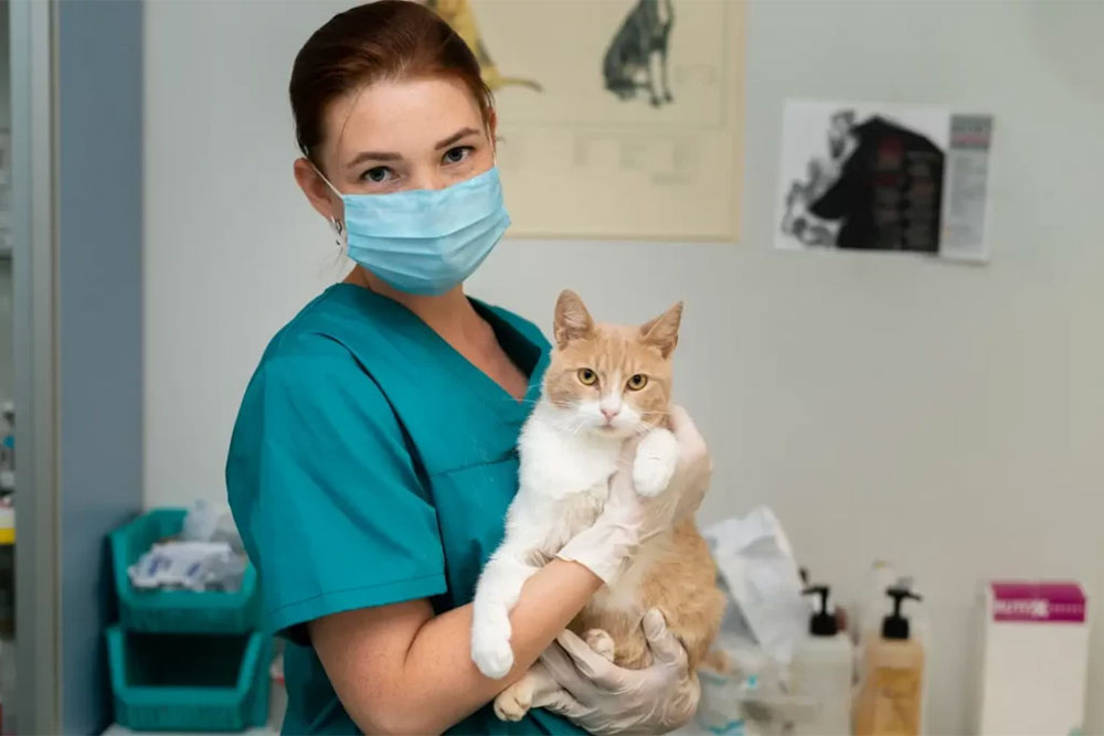 Коли можна стерилізувати кішку: оптимальний вік та інші важливі моменти