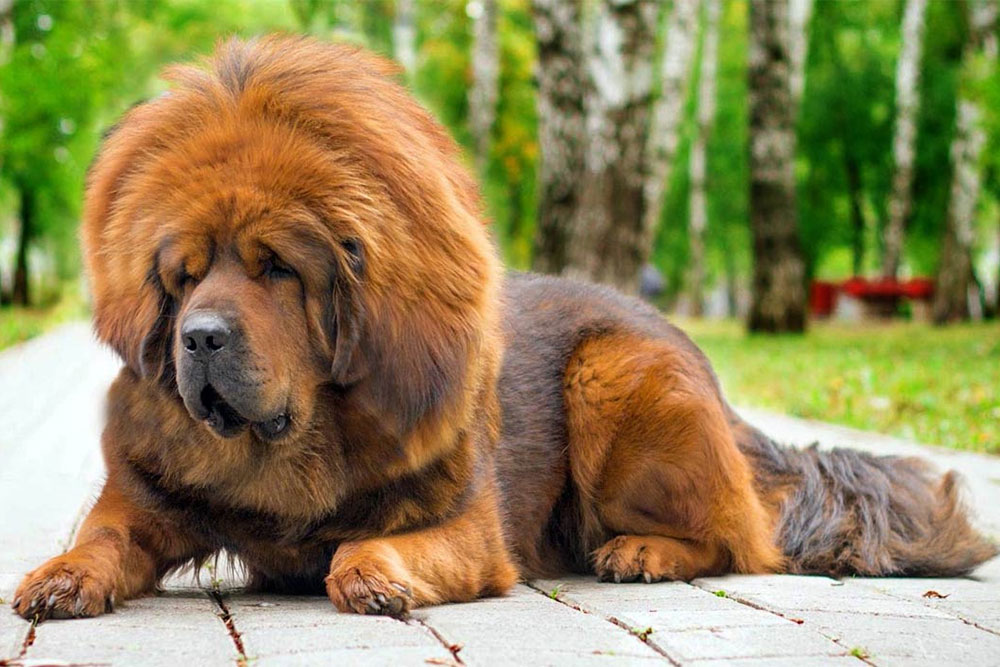 Самая дорогая собака в мире: роскошь и престиж пород